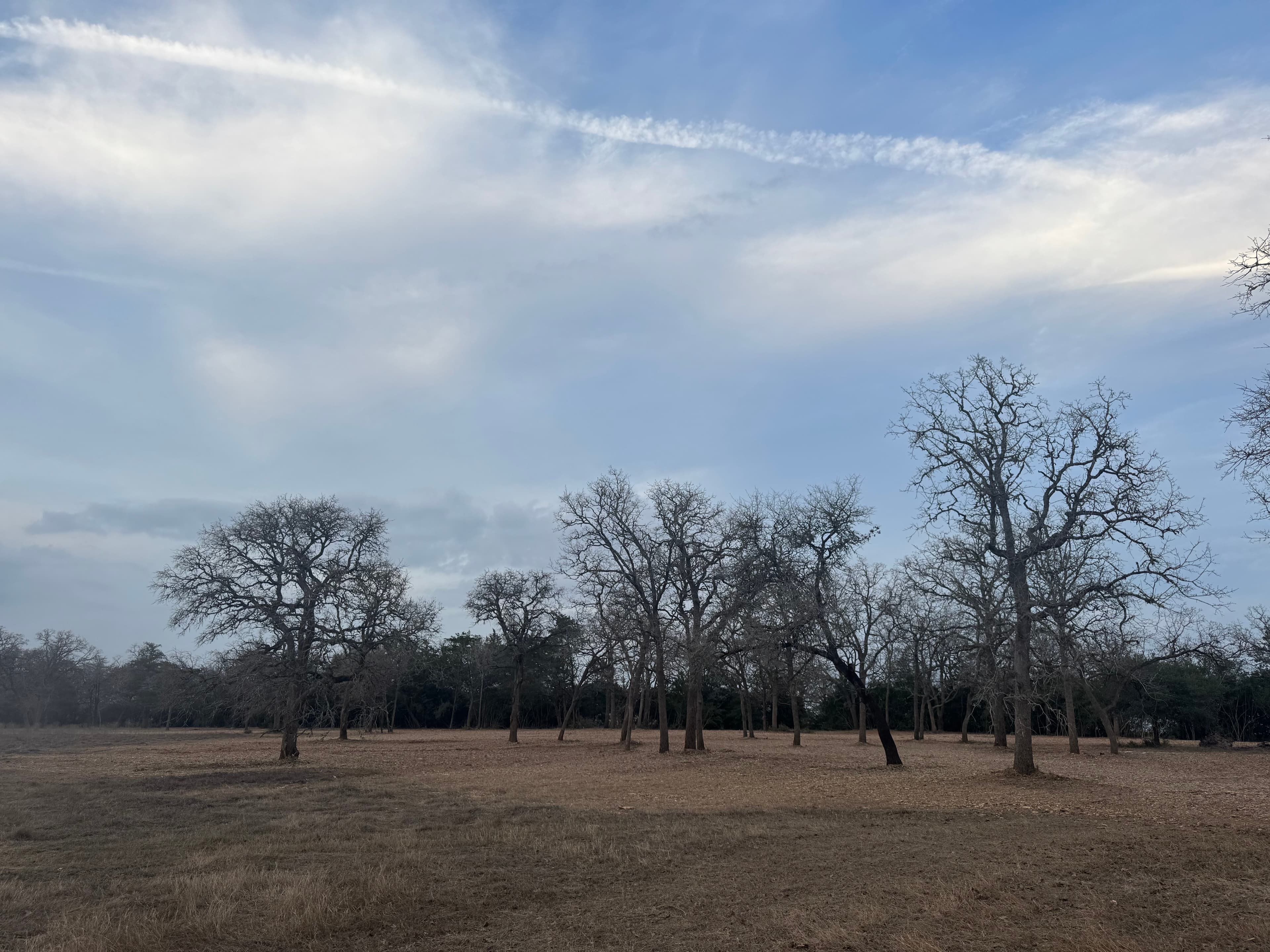 Underbrushing project in Central Texas