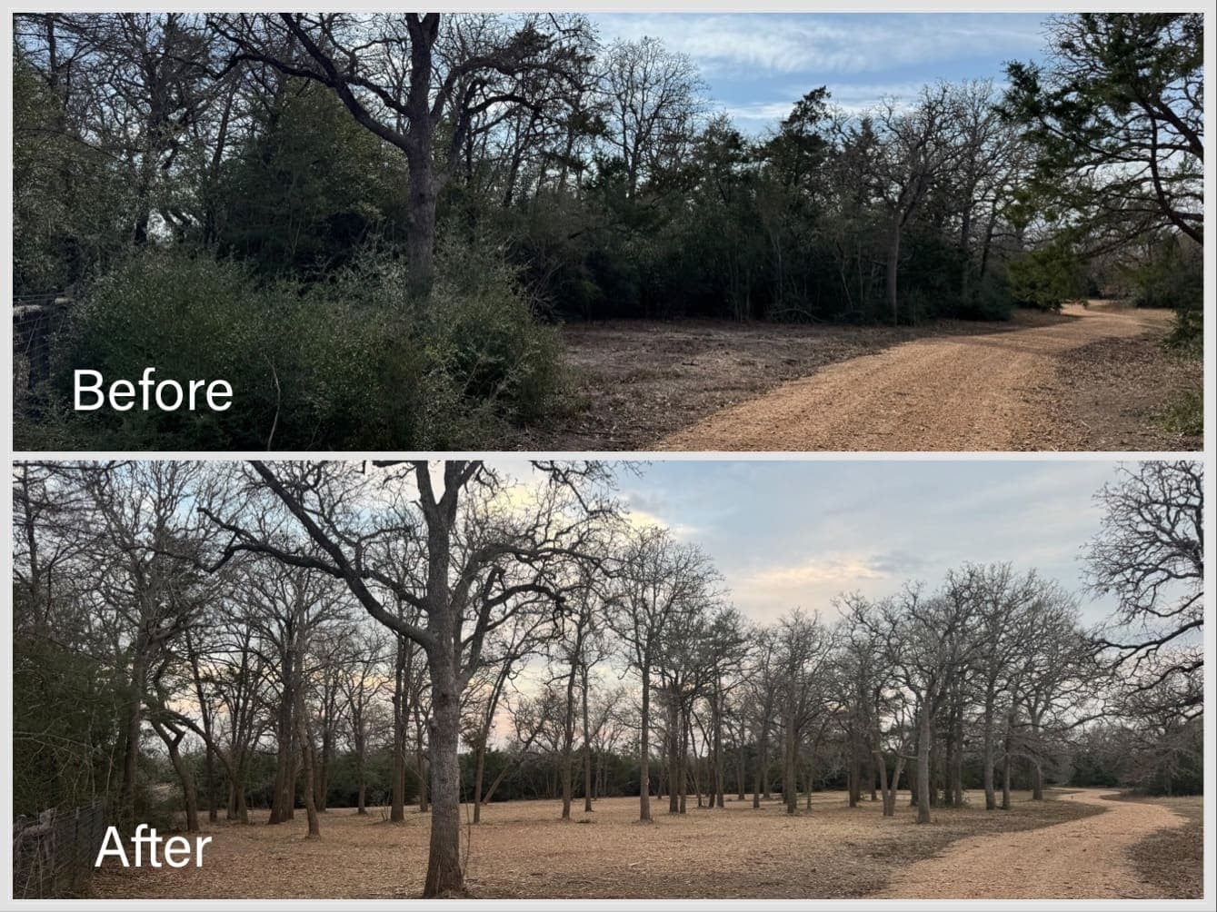 Cedar removal results
