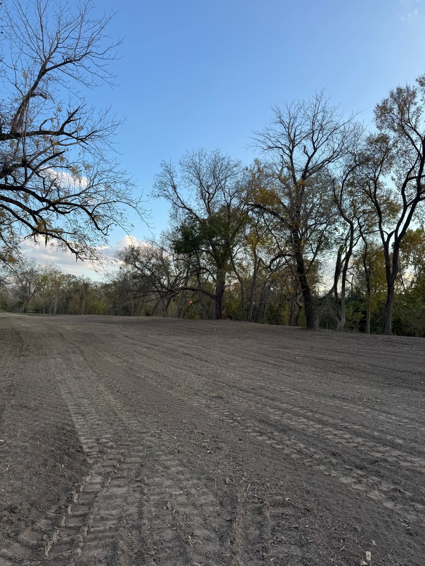 Underbrushing with mature trees preserved