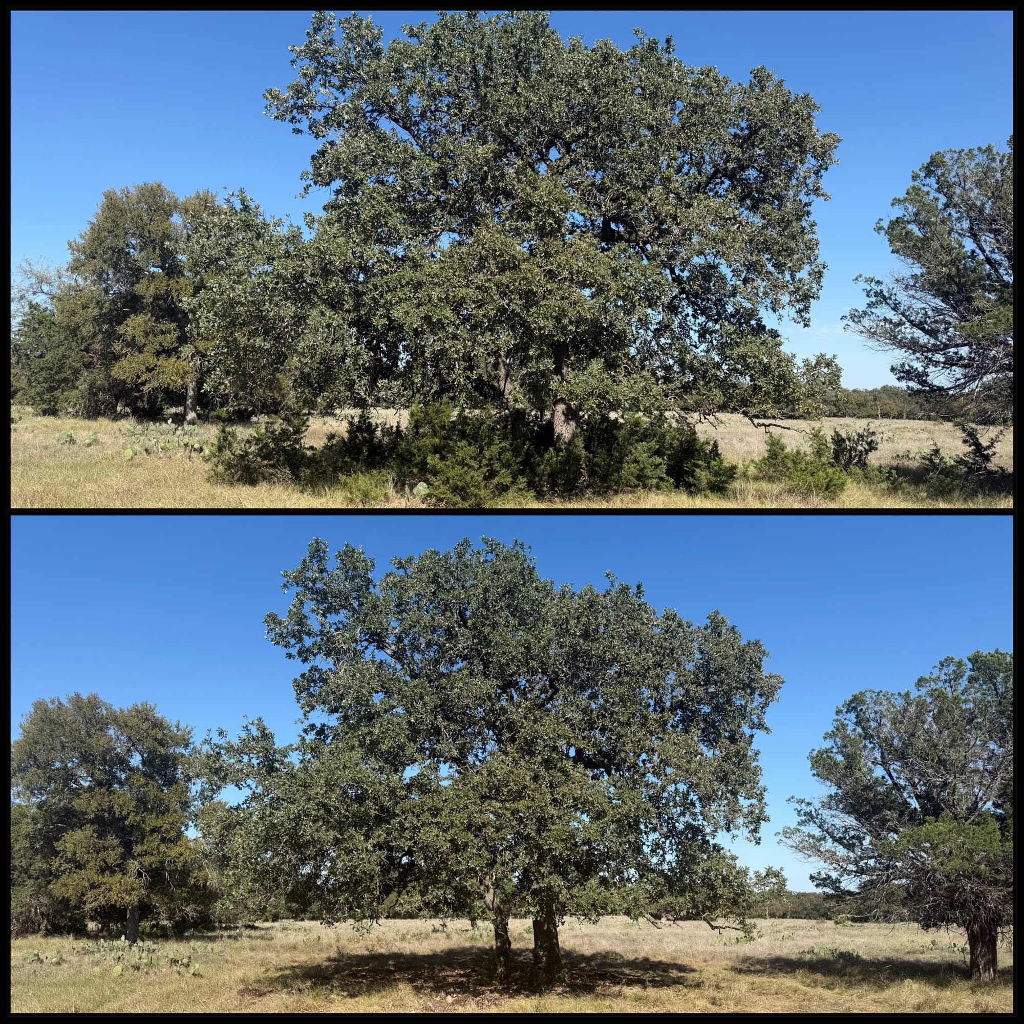 Before and after 10-acre cedar land clearing in Georgetown, TX: dense cedar removed from beneath a stand of oaks