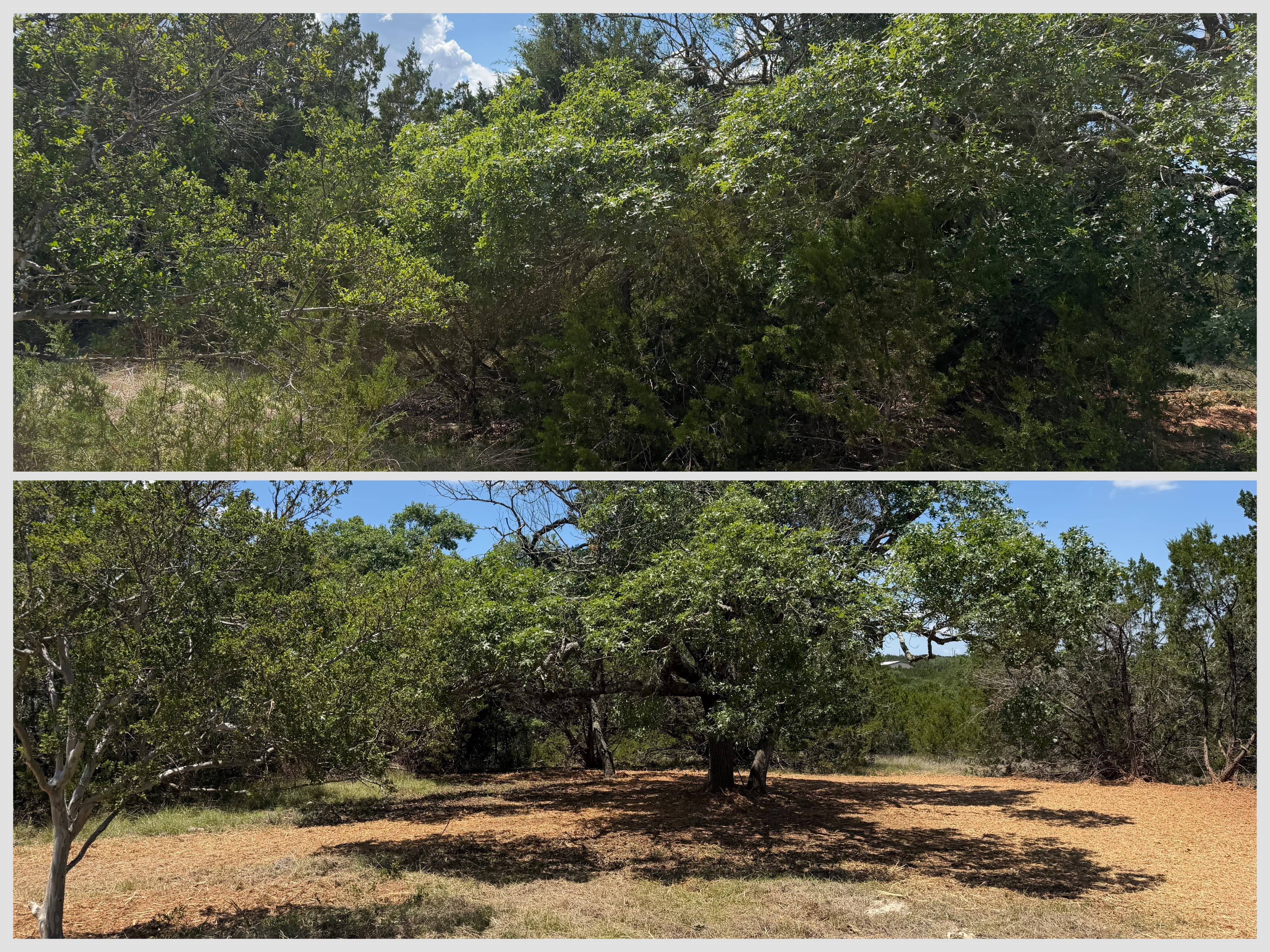 Henson property before and after forestry mulching