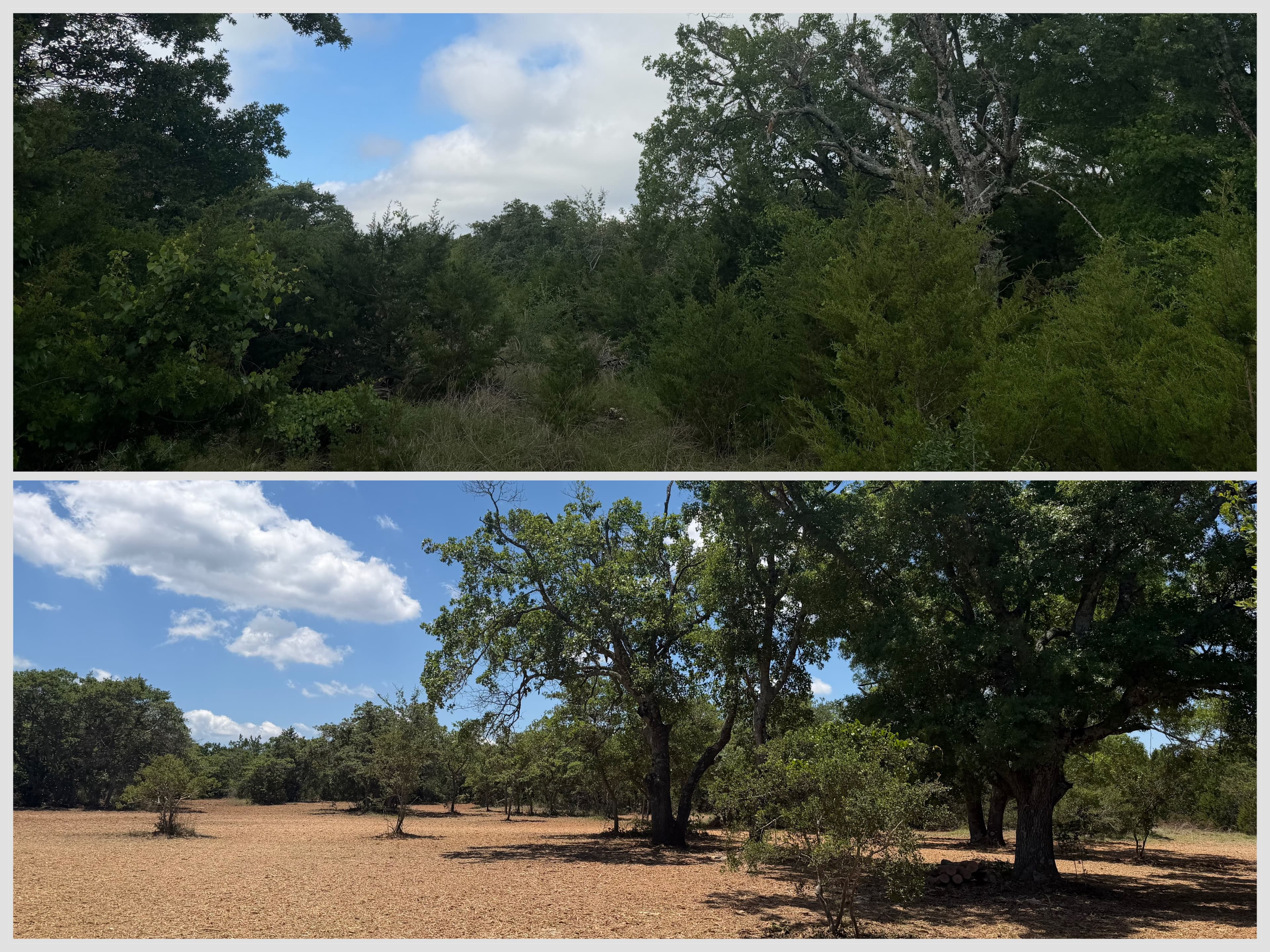 Henson property before and after forestry mulching