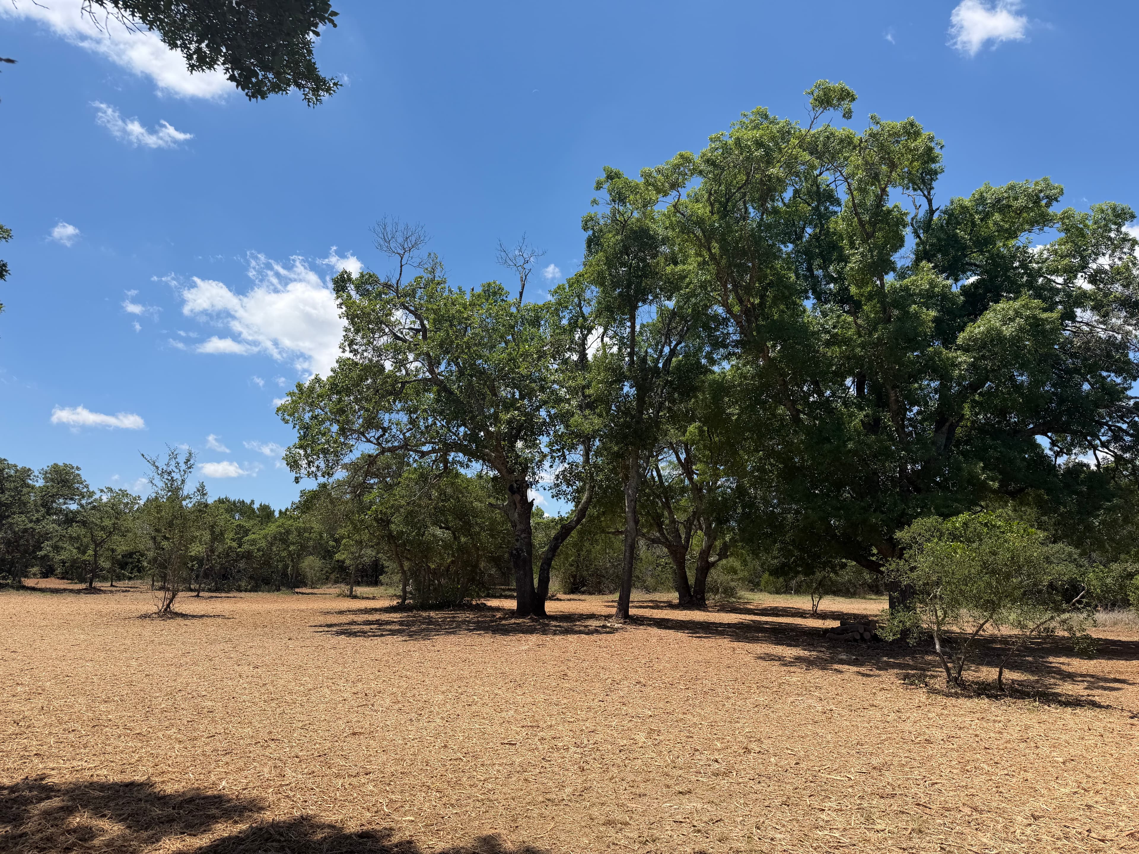 Henson property forestry mulching