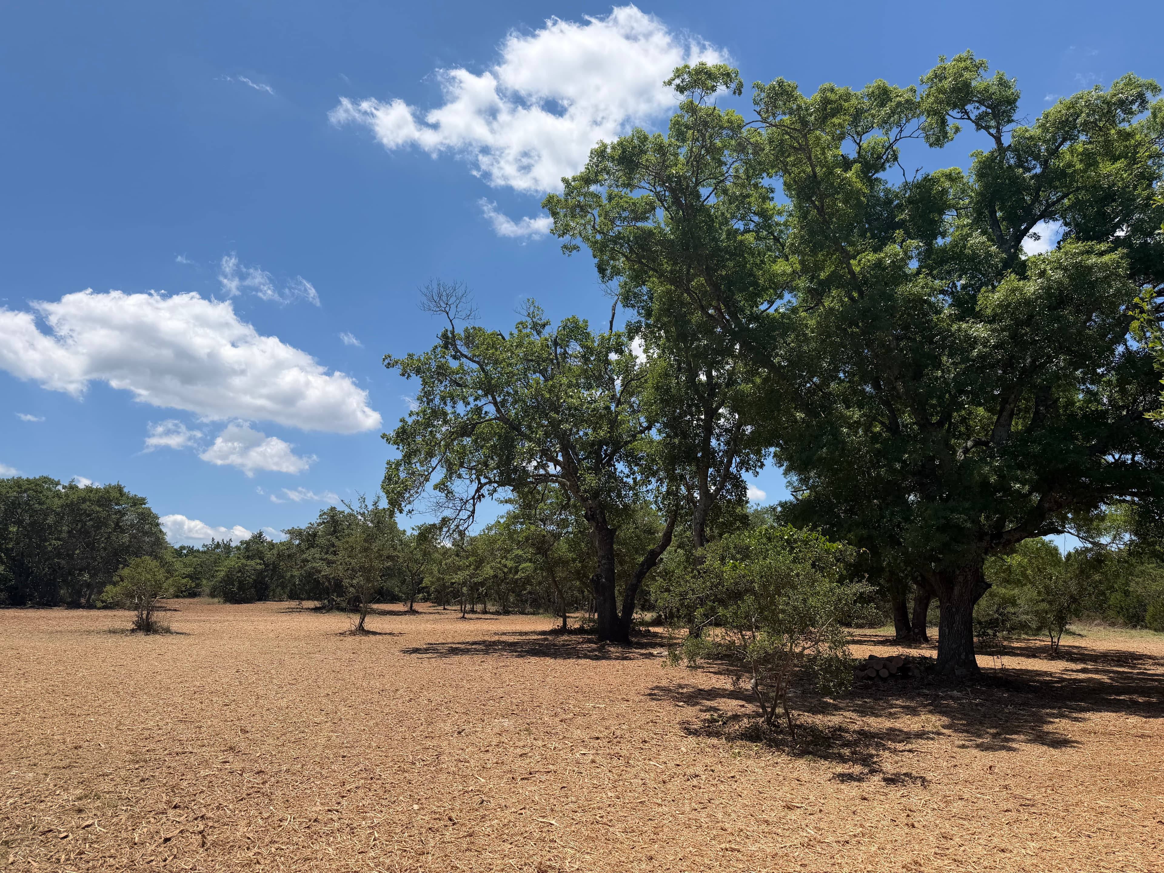 Henson property forestry mulching
