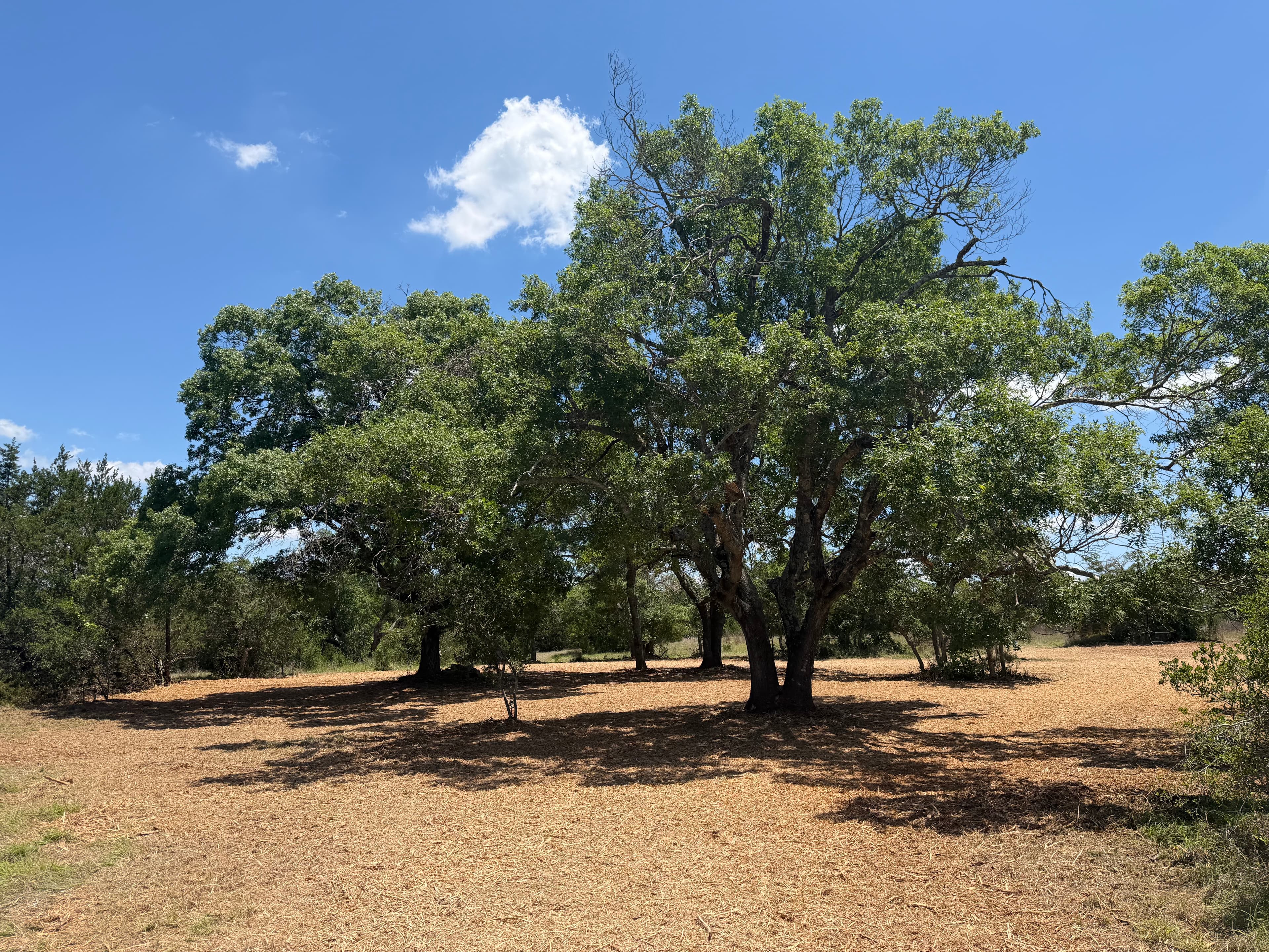 Henson property forestry mulching