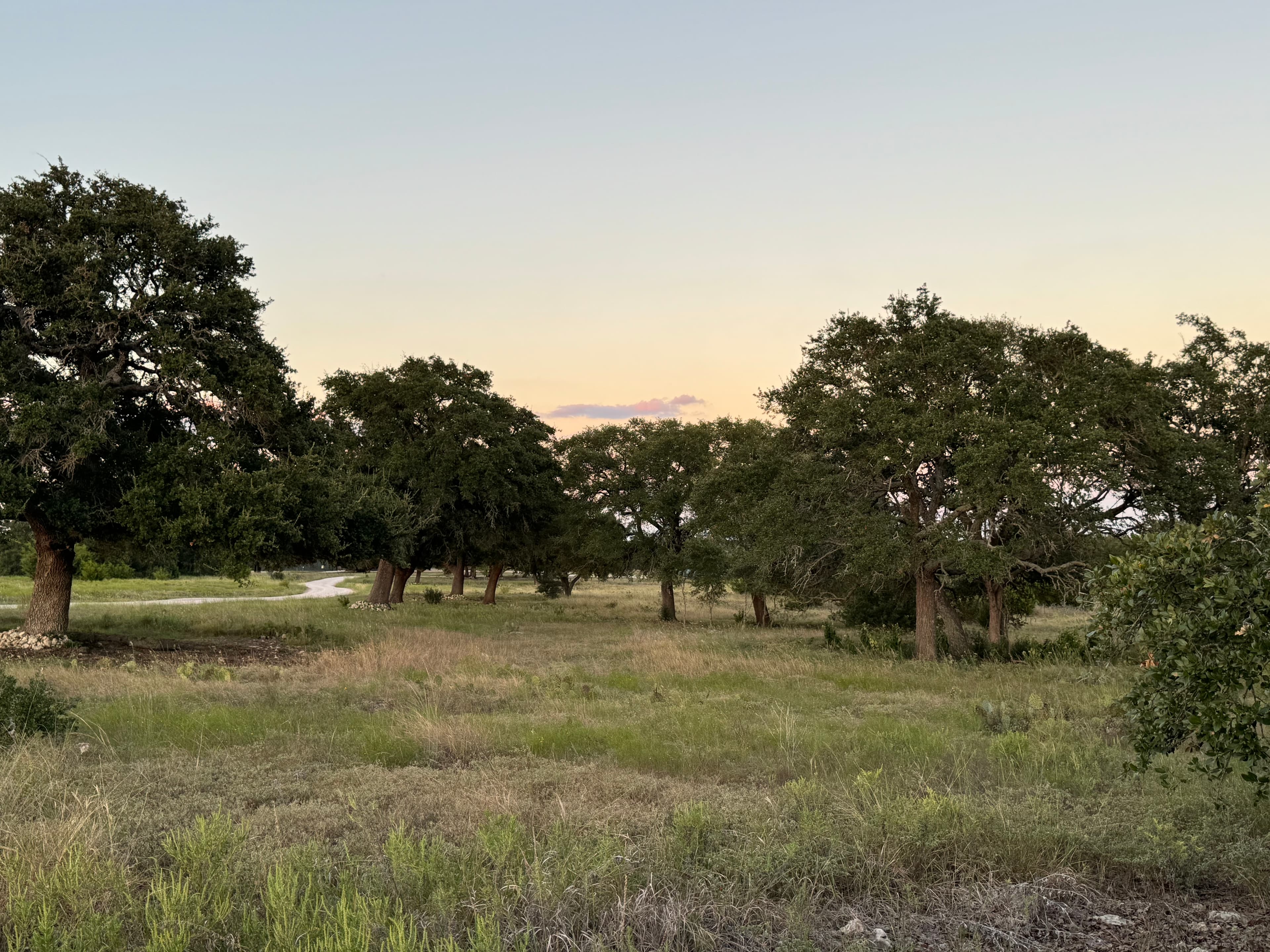 Mendenhall property land clearing