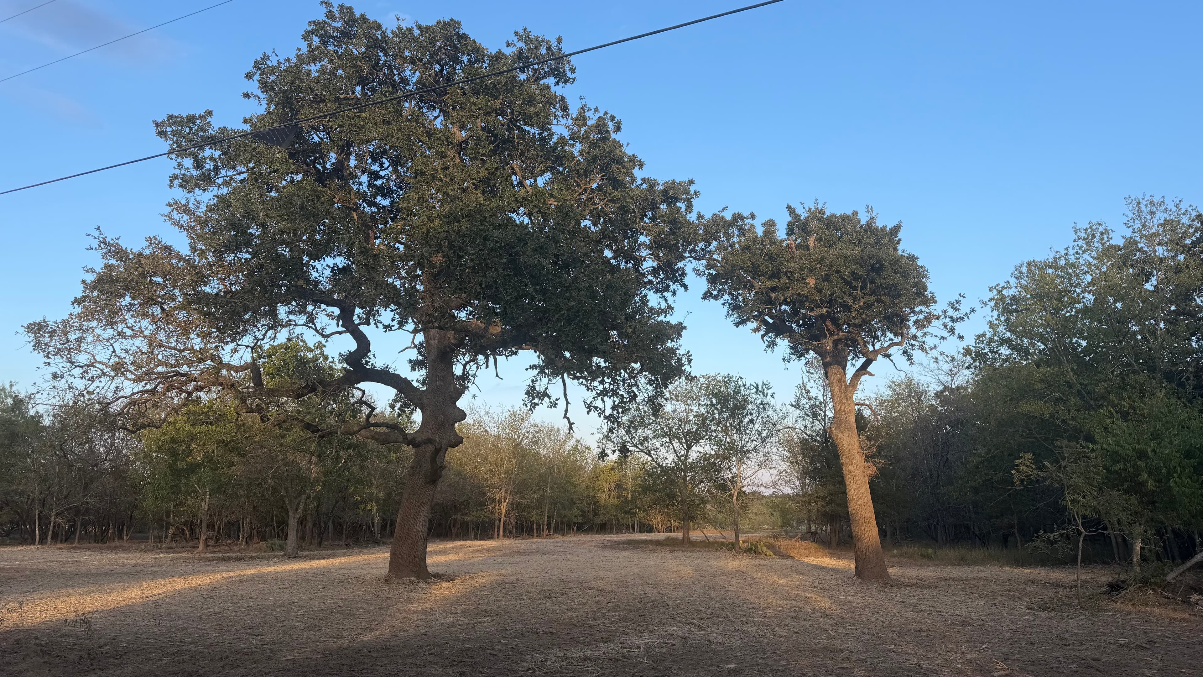 Completed forestry mulching job in Rockdale, TX