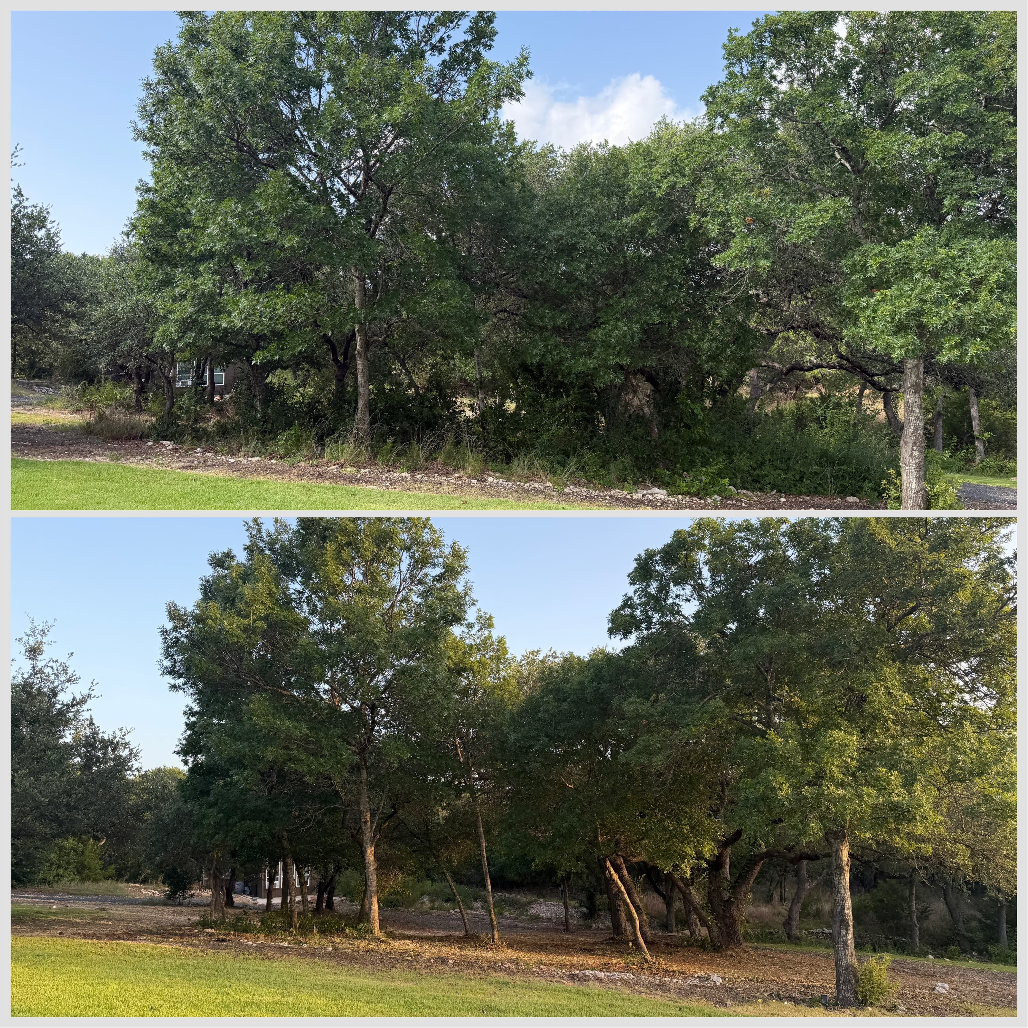 Wedding venue before and after forestry mulching