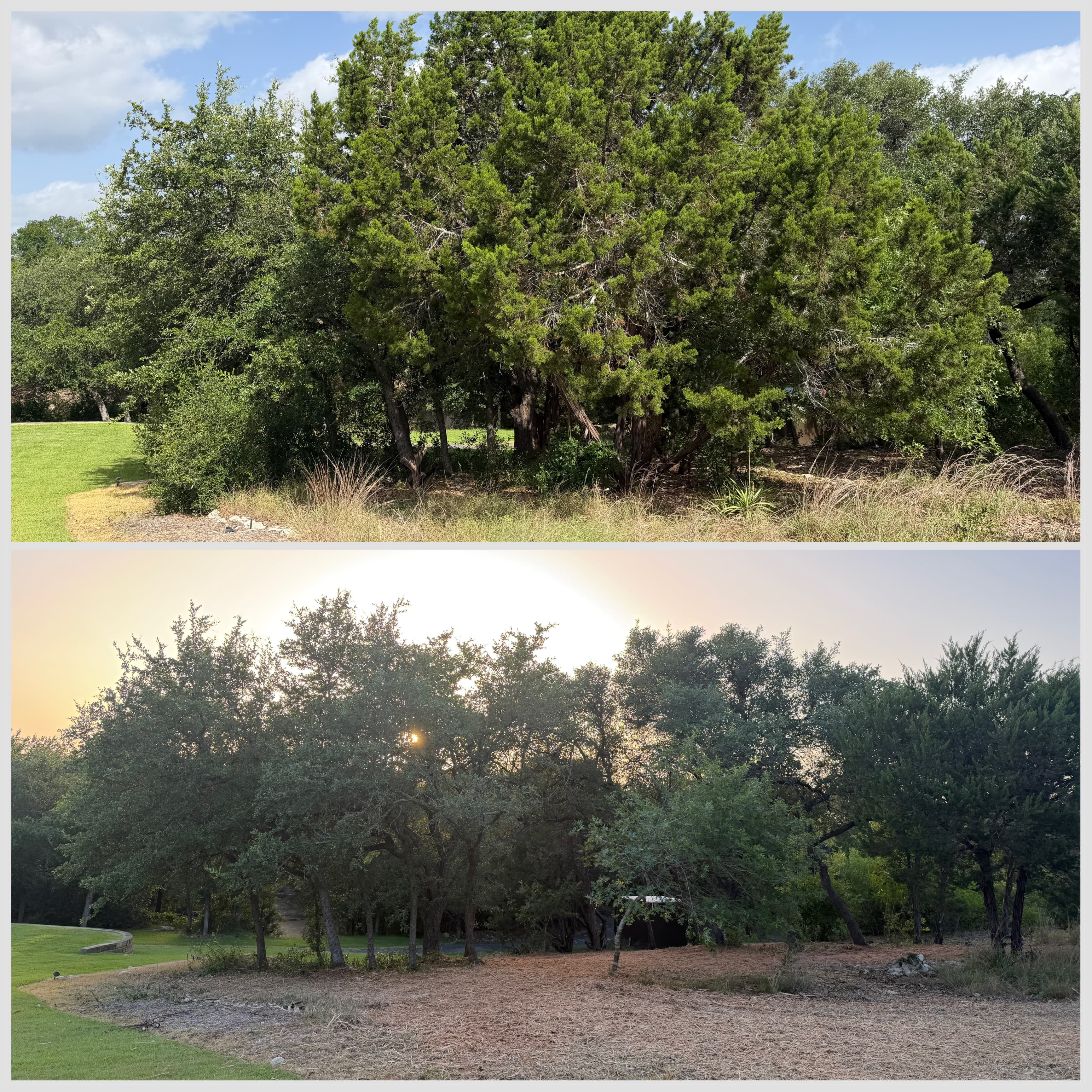 Wedding venue before and after forestry mulching