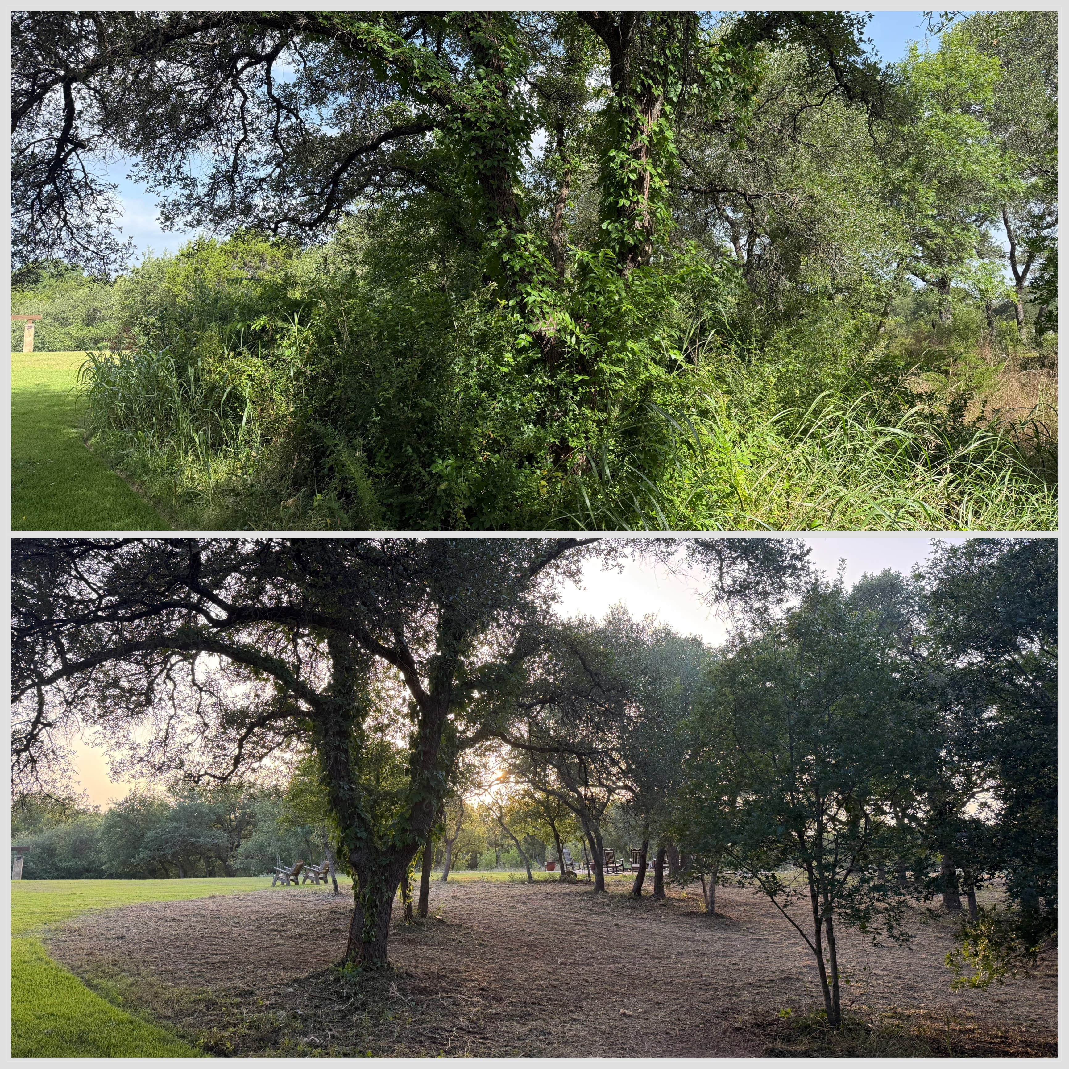 Wedding venue before and after forestry mulching