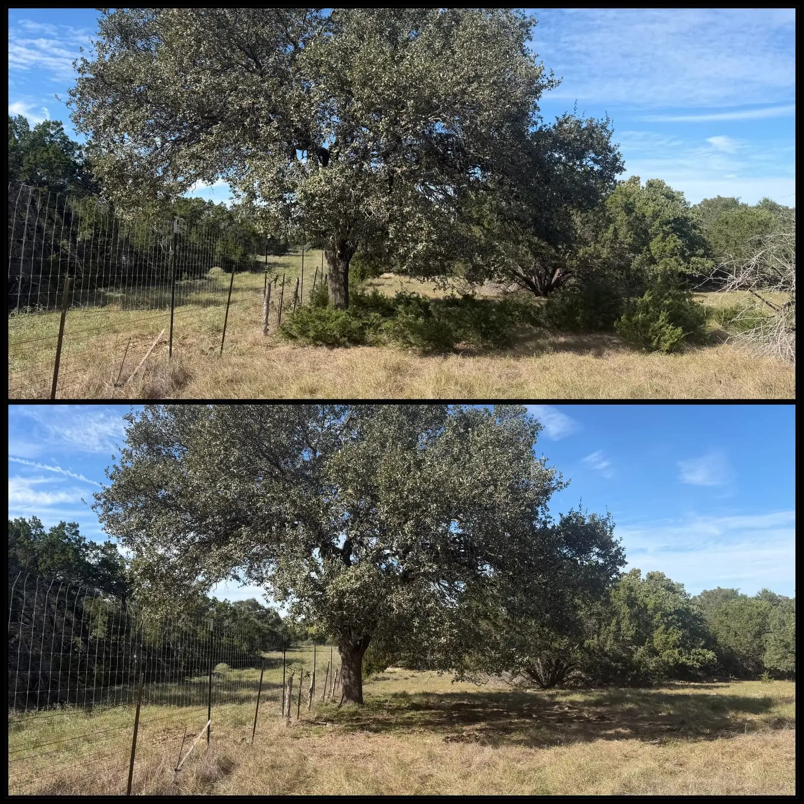 Land Clearing in Georgetown, Texas photo 2