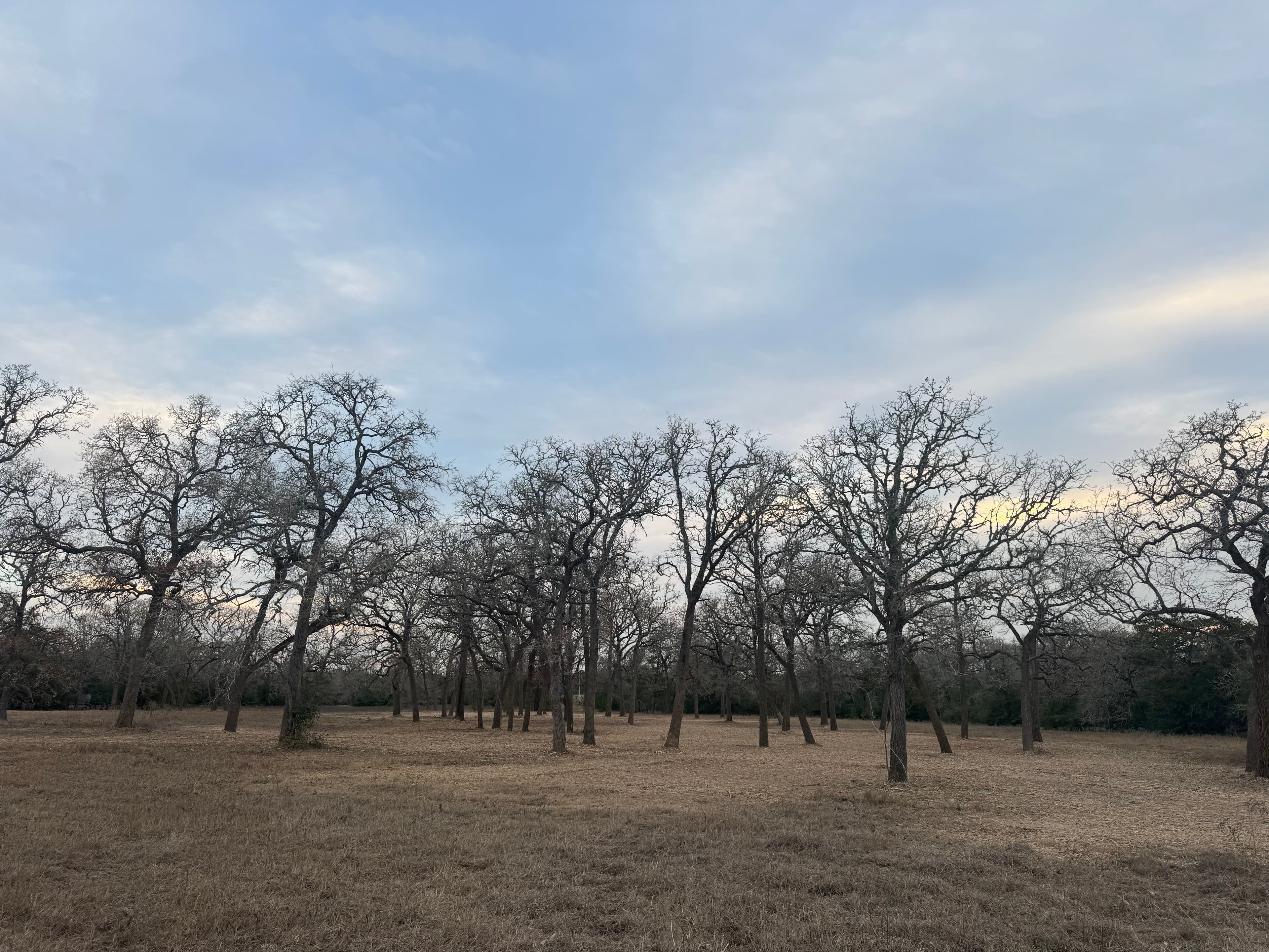 Forestry Mulching in Carmine, Texas