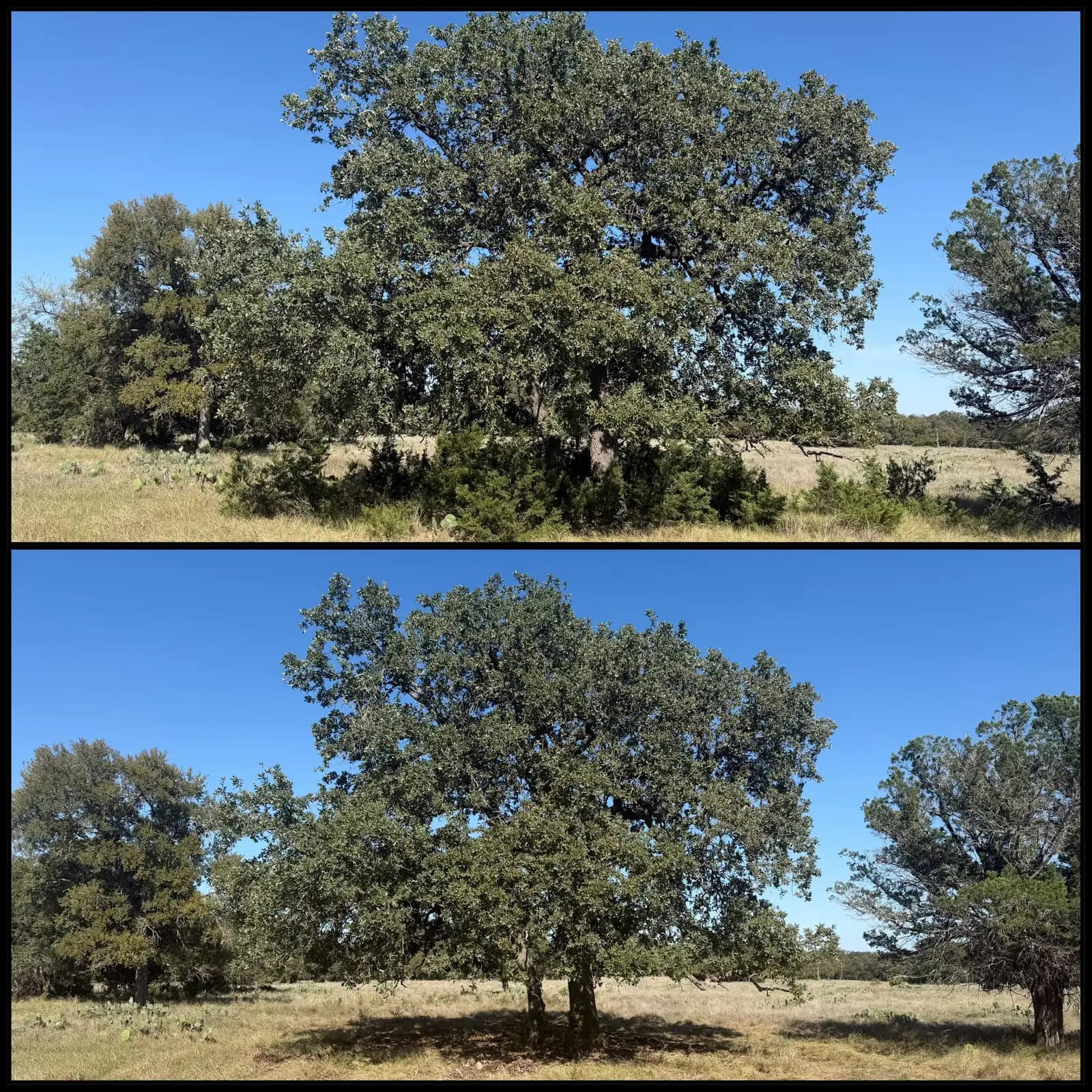 Land Clearing in Georgetown, Texas