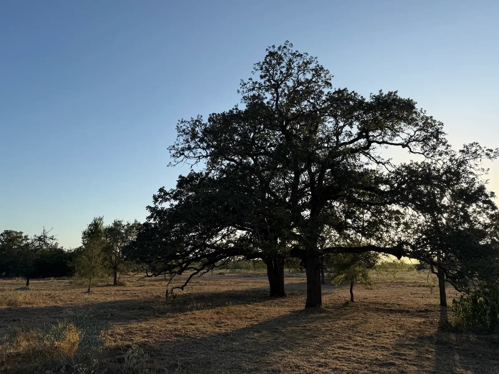 Forestry Mulching in Harwood, Texas